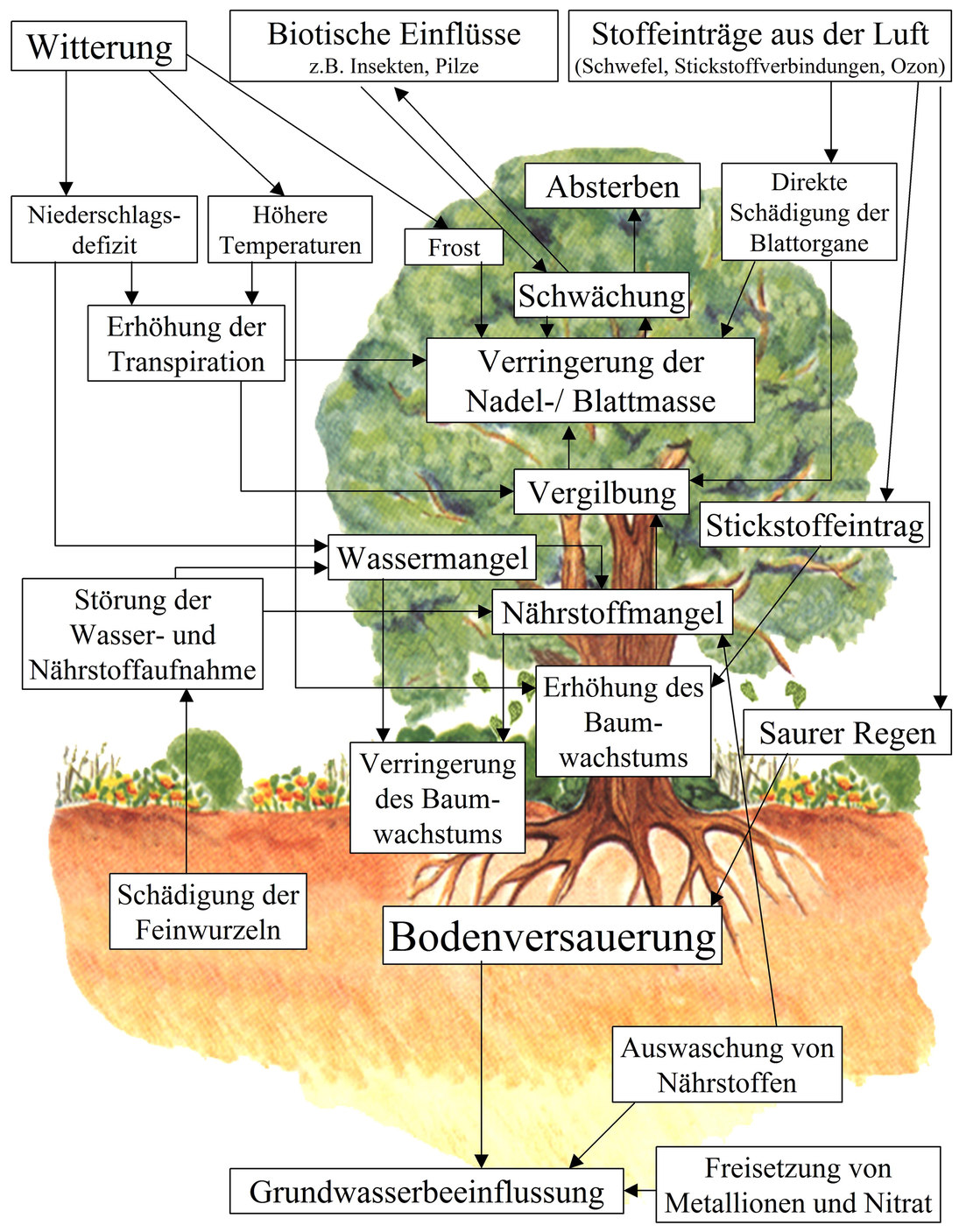 Bodenmonitoring - Wald, Forstwirtschaft, Jagd - Sachsen.de