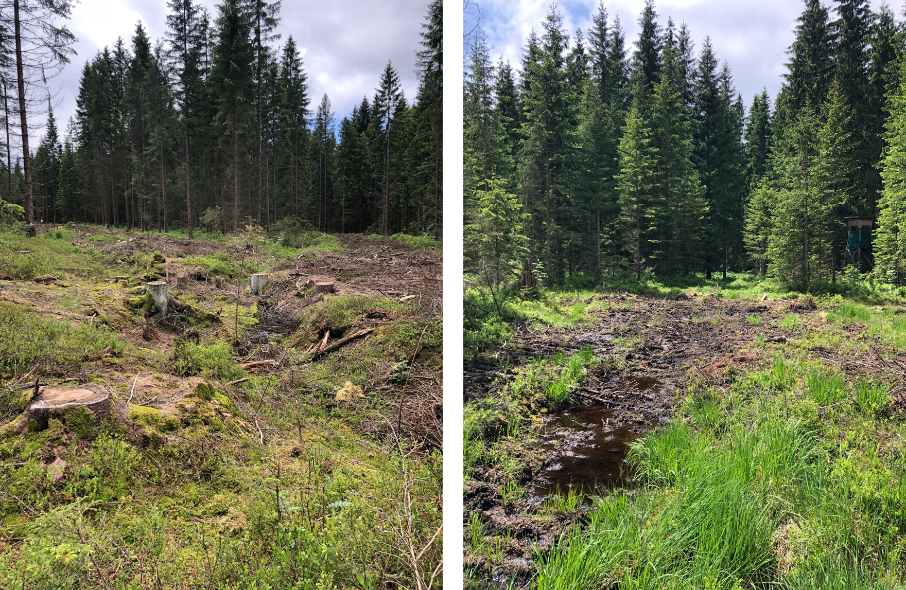 Blick auf das Moor nach der Baumentnahme.