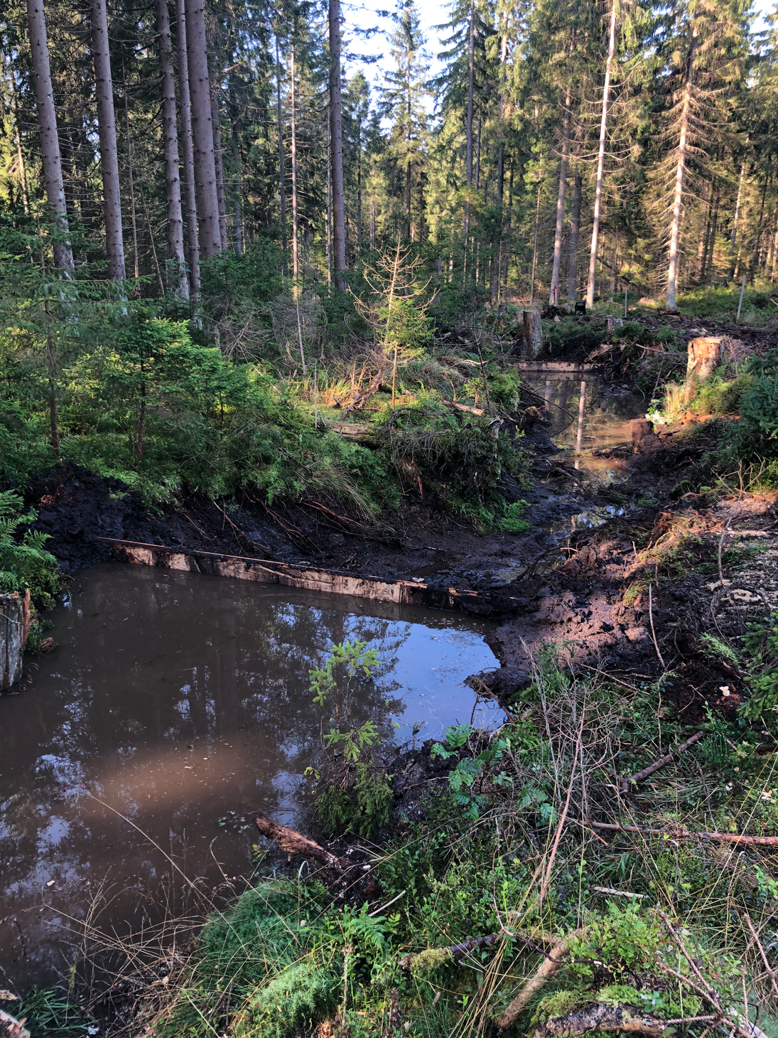 Blick auf angestautes Wasser im Moor.