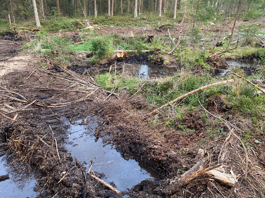 Wasserlöcher auf der Fläche.