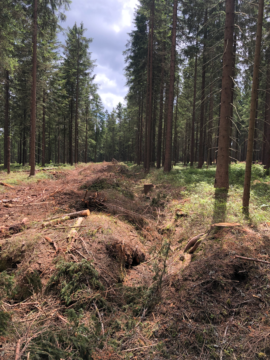 Blick auf einen Graben im Wald an dessen Rand noch die Stubben entnommener Bäume zu sehen sind.