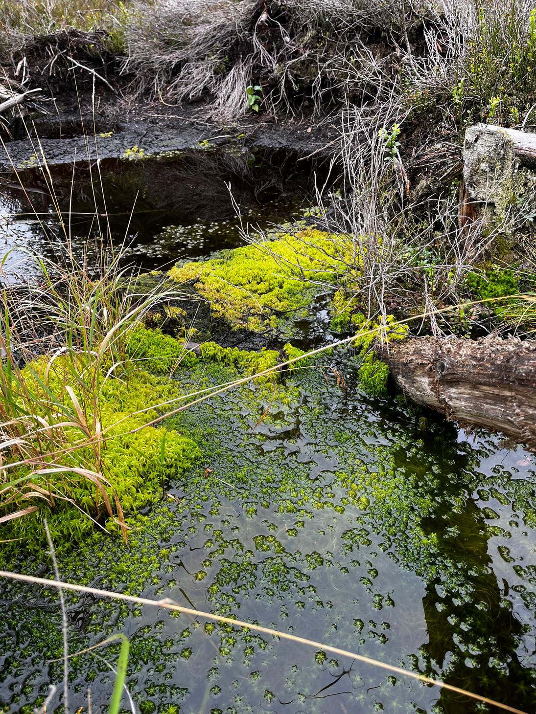 Angestautes Wasser im Moor.