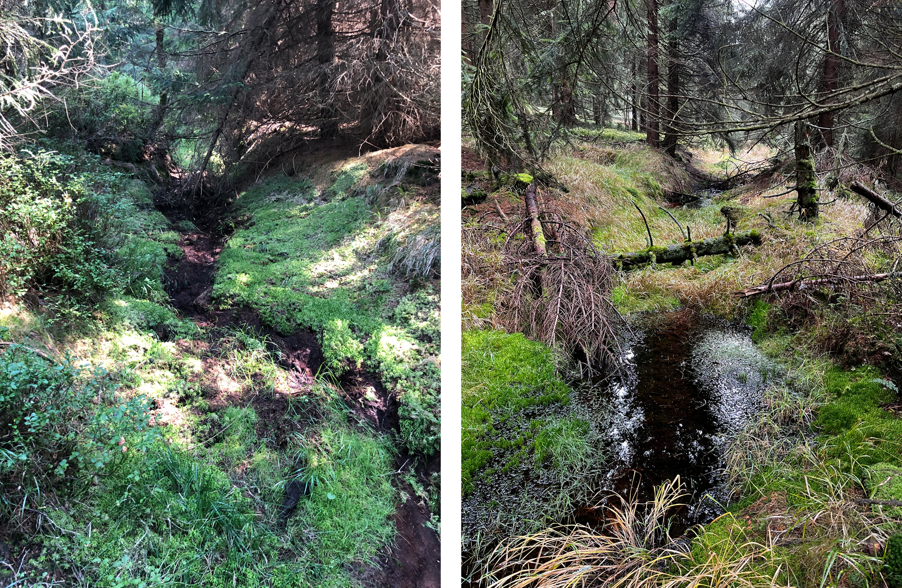 Links der ausgetrocknete Hauptentwässerungsgraben und rechts der Blick auf ein Wasserloch im Moor.