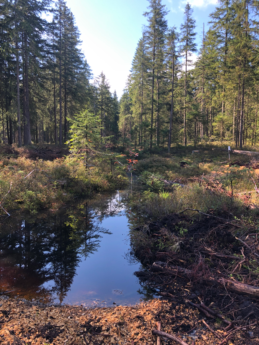 Angestautes Wasser auf einer Lichtung vor einer Waldfläche.