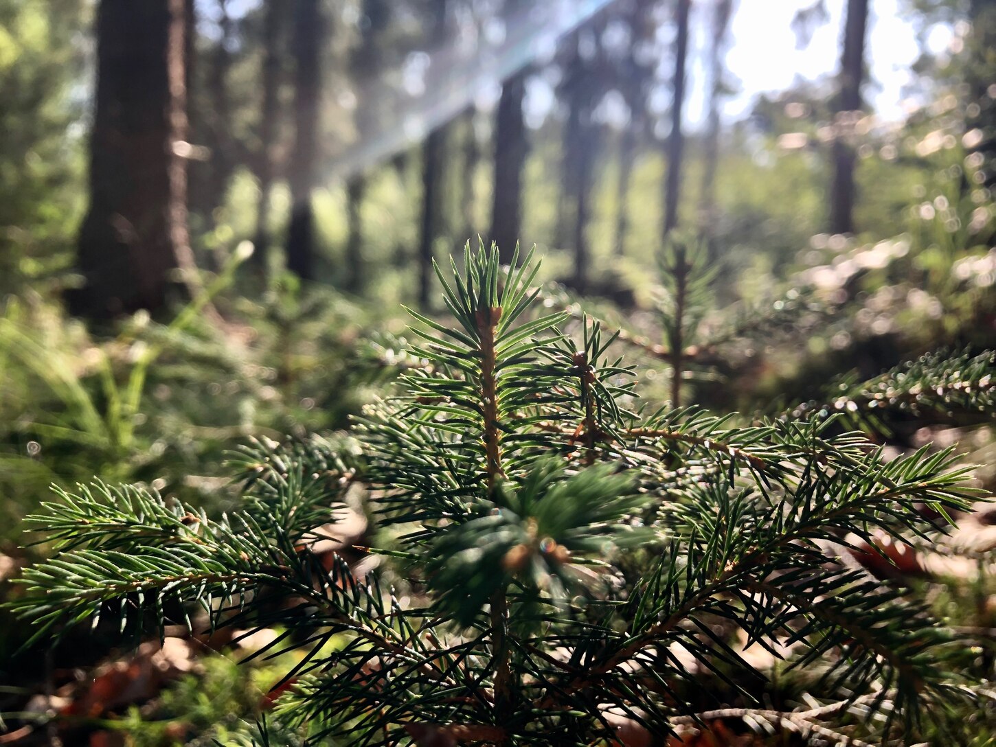 Foto von einem jungen Nadelbaum im Wald, dahinter scheint Sonnenlicht durch die Bäume